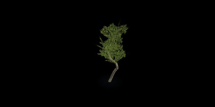 The asymmetric olive-green native Mansion Tree.